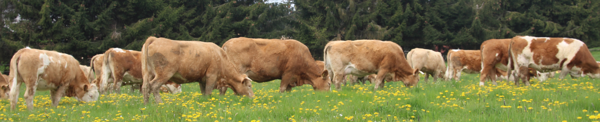 Wald-Erbacher Hofladen